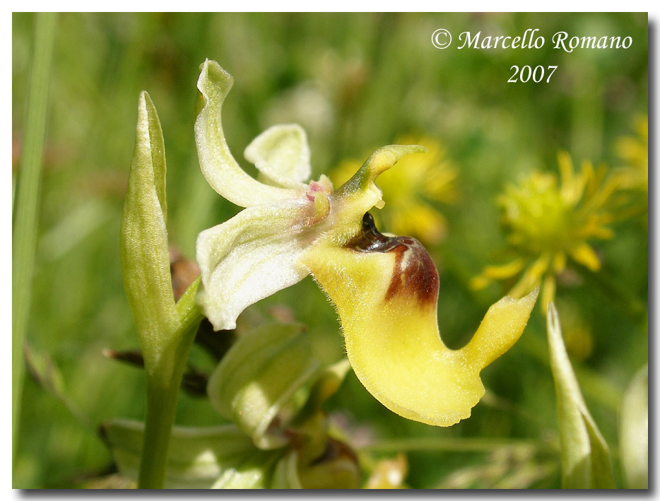 Ophrys lacaitae fotografata in Sicilia sui Monti Nebrodi